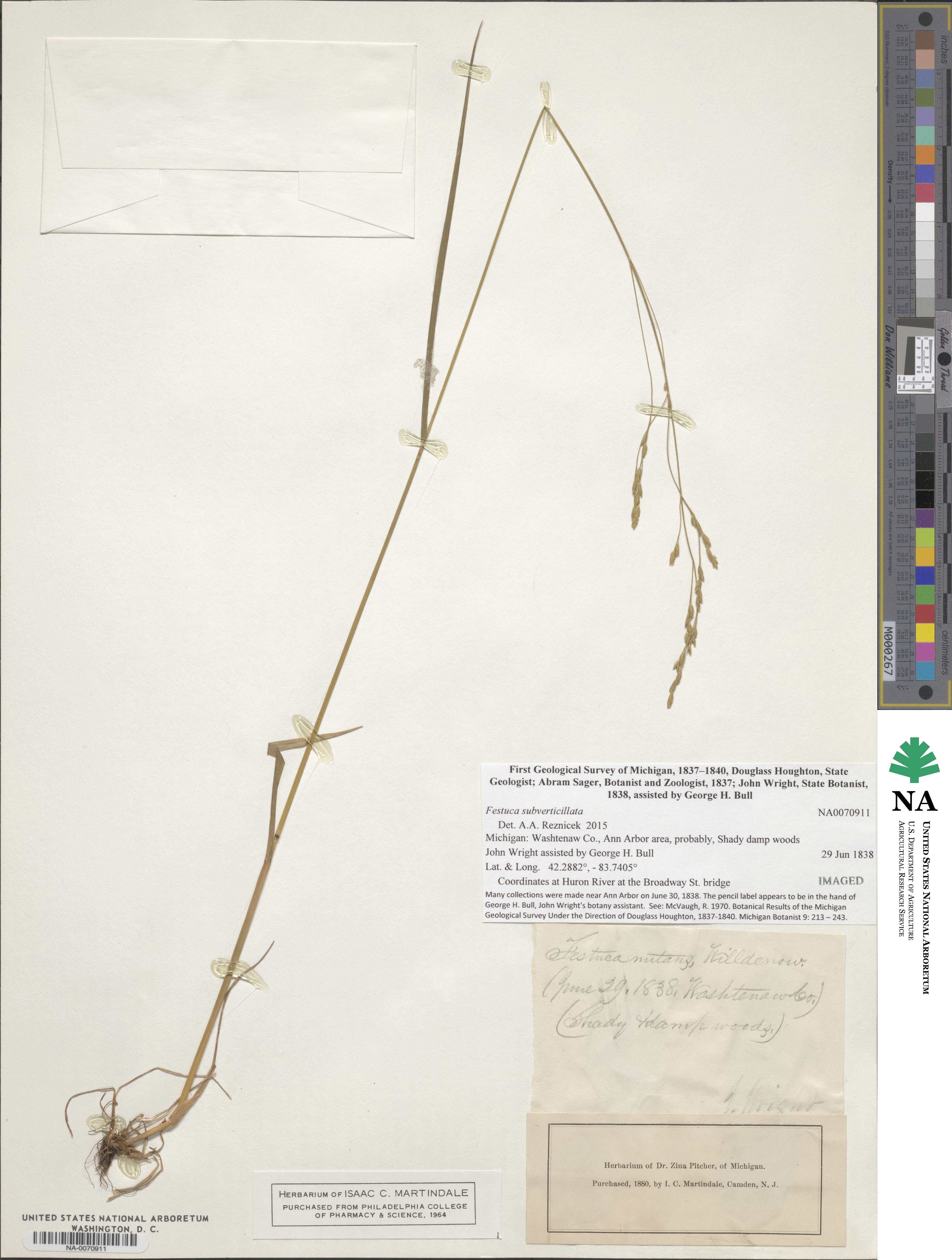 Festuca subverticillata image