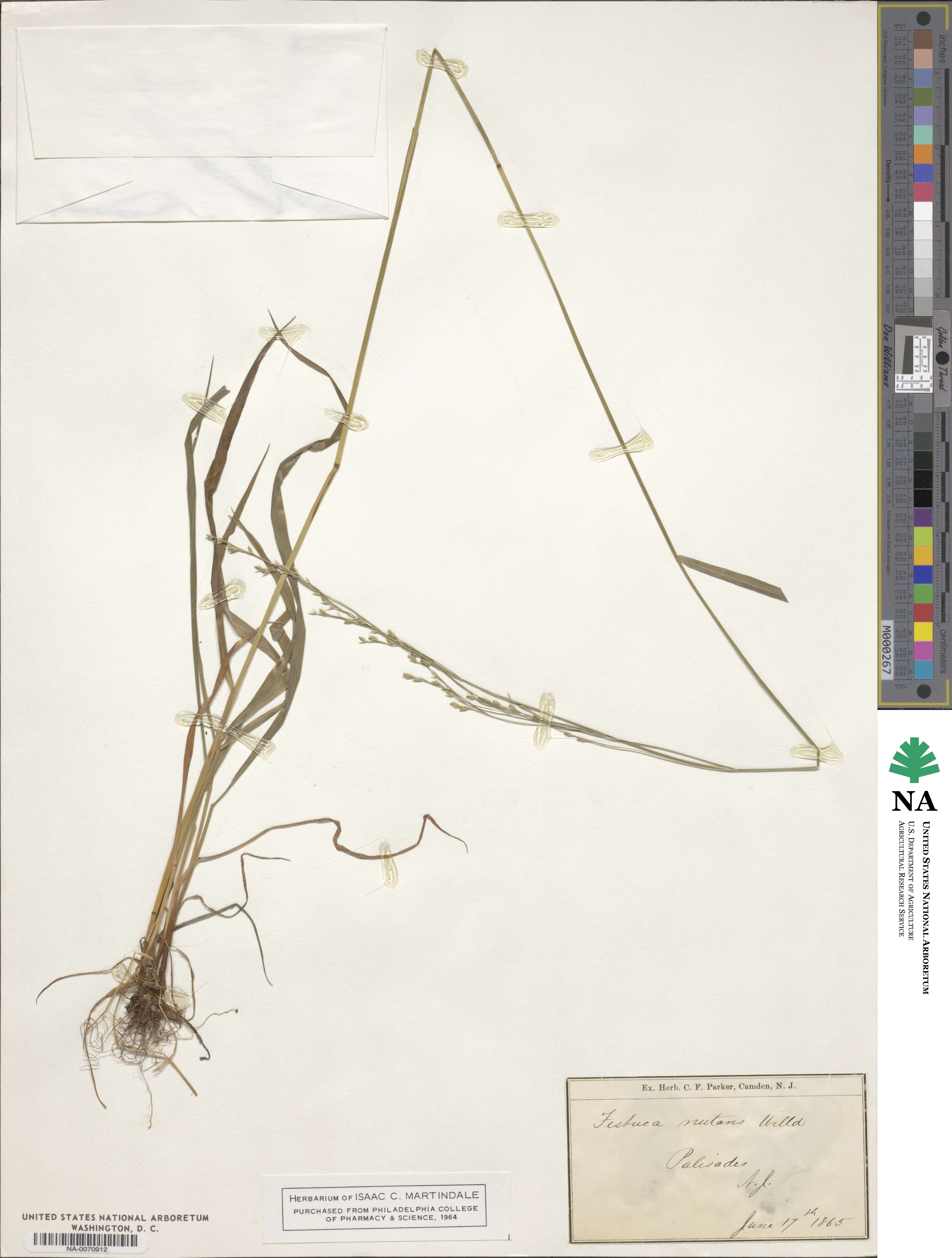 Festuca nutans image