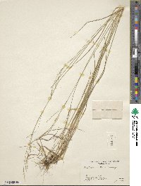 Festuca nutans image