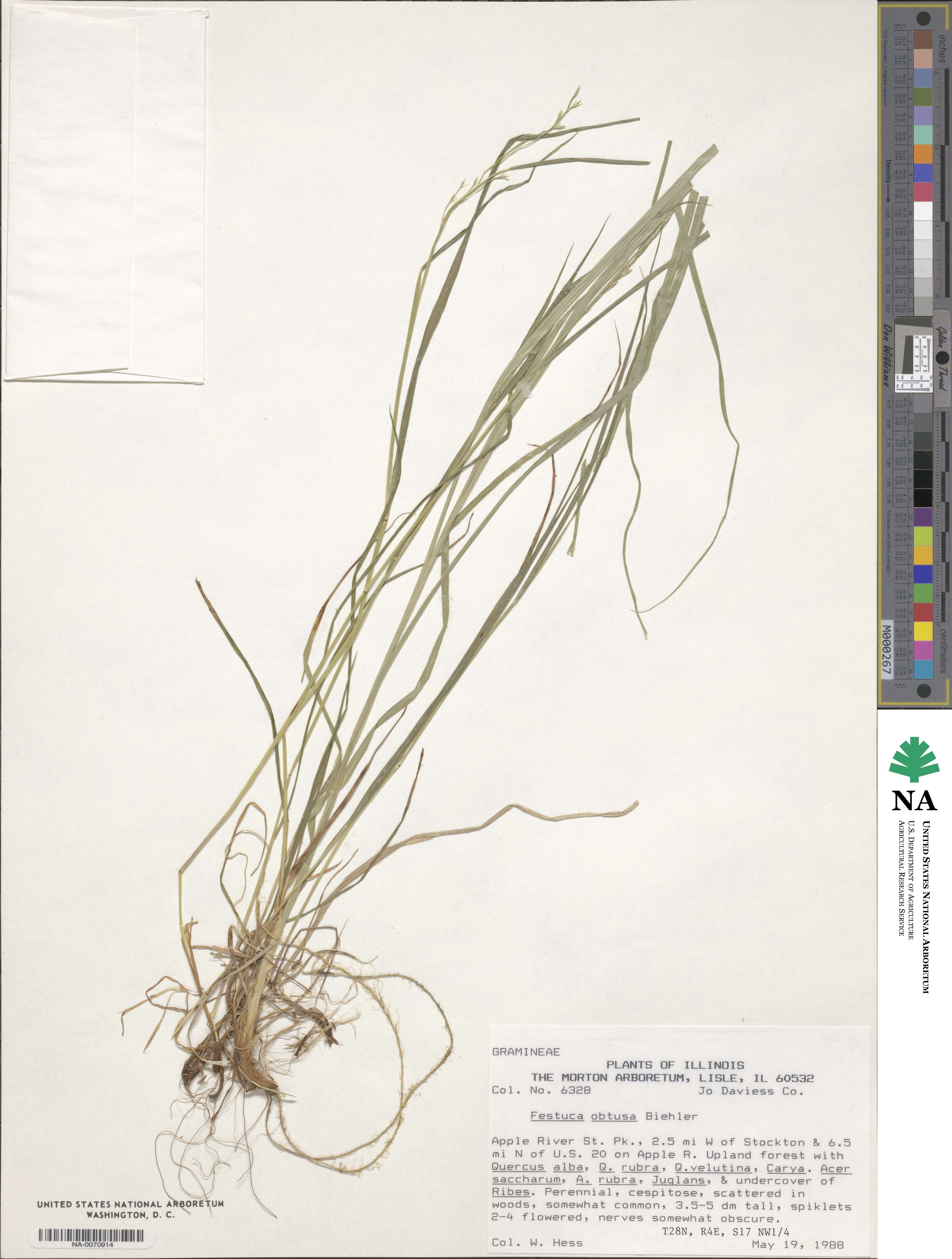 Festuca subverticillata image