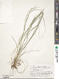 Festuca subverticillata image