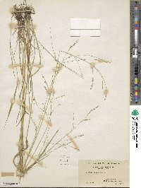 Festuca subverticillata image