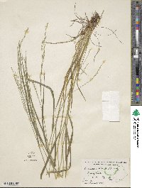 Festuca subverticillata image