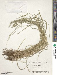 Festuca subverticillata image