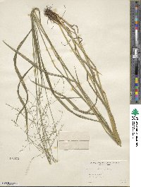 Festuca subverticillata image