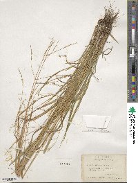 Festuca subverticillata image