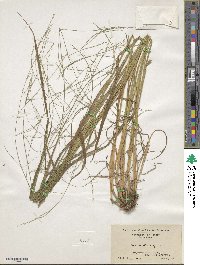 Festuca subverticillata image