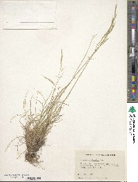 Festuca occidentalis image