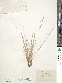 Festuca occidentalis image