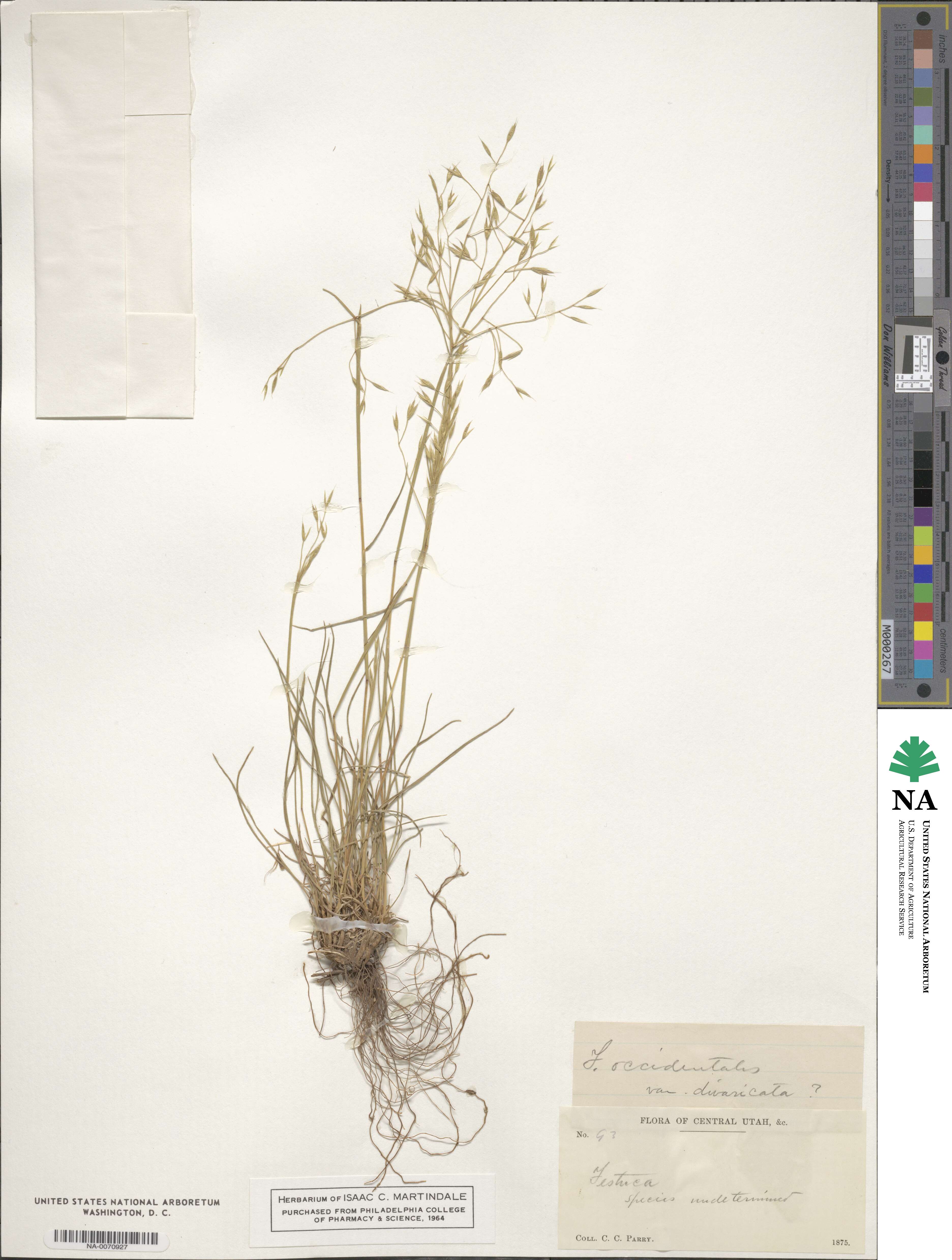 Festuca occidentalis image
