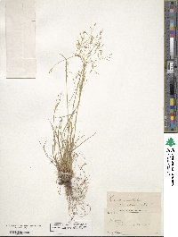 Festuca occidentalis image