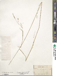 Festuca occidentalis image