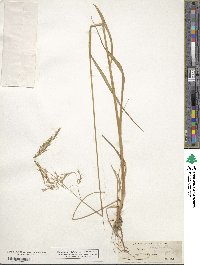 Festuca occidentalis image