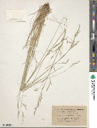 Festuca occidentalis image