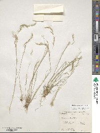 Festuca octoflora image