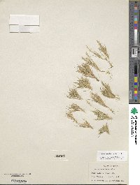 Festuca octoflora image