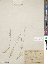 Festuca octoflora image