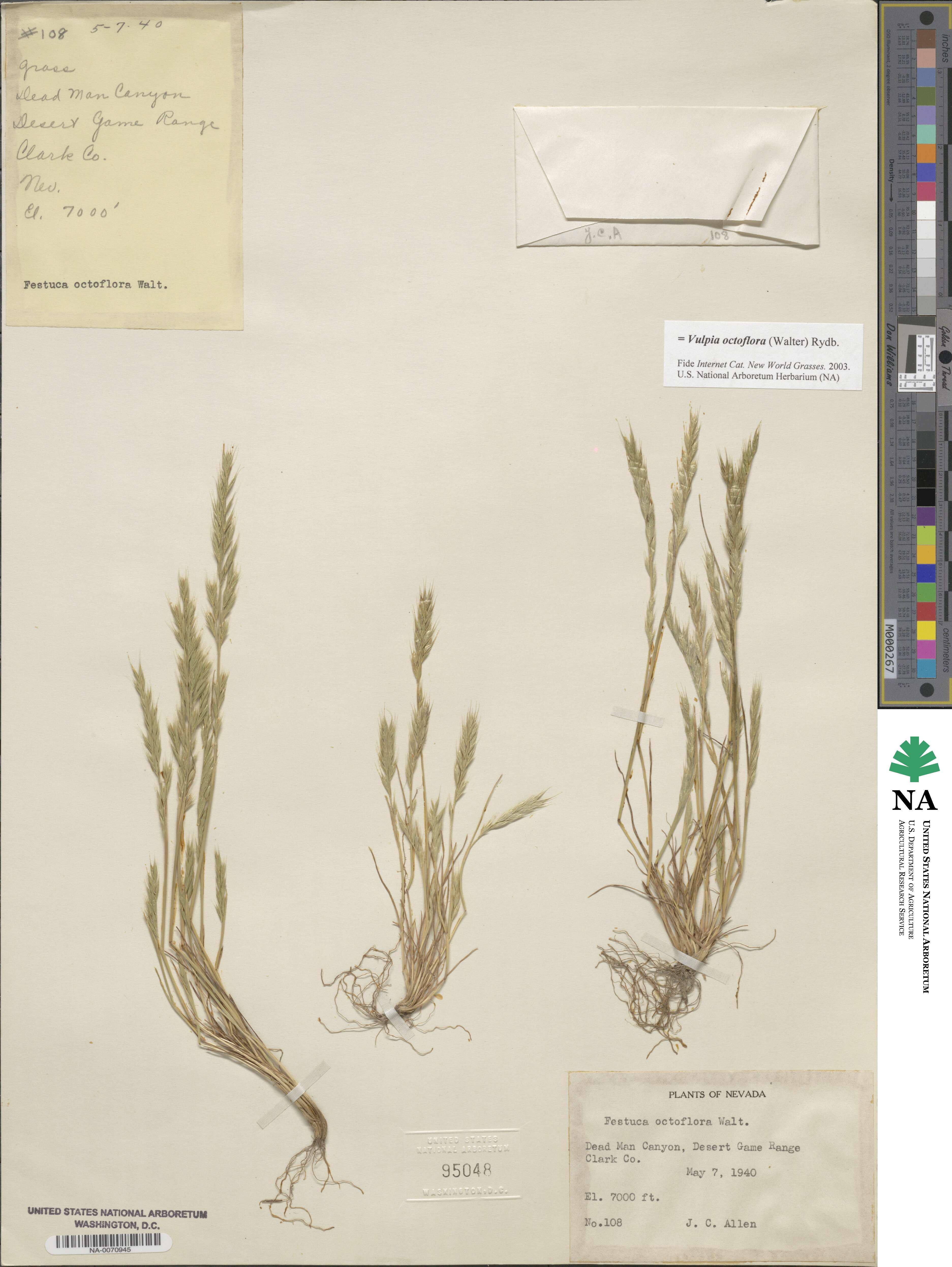 Festuca octoflora image