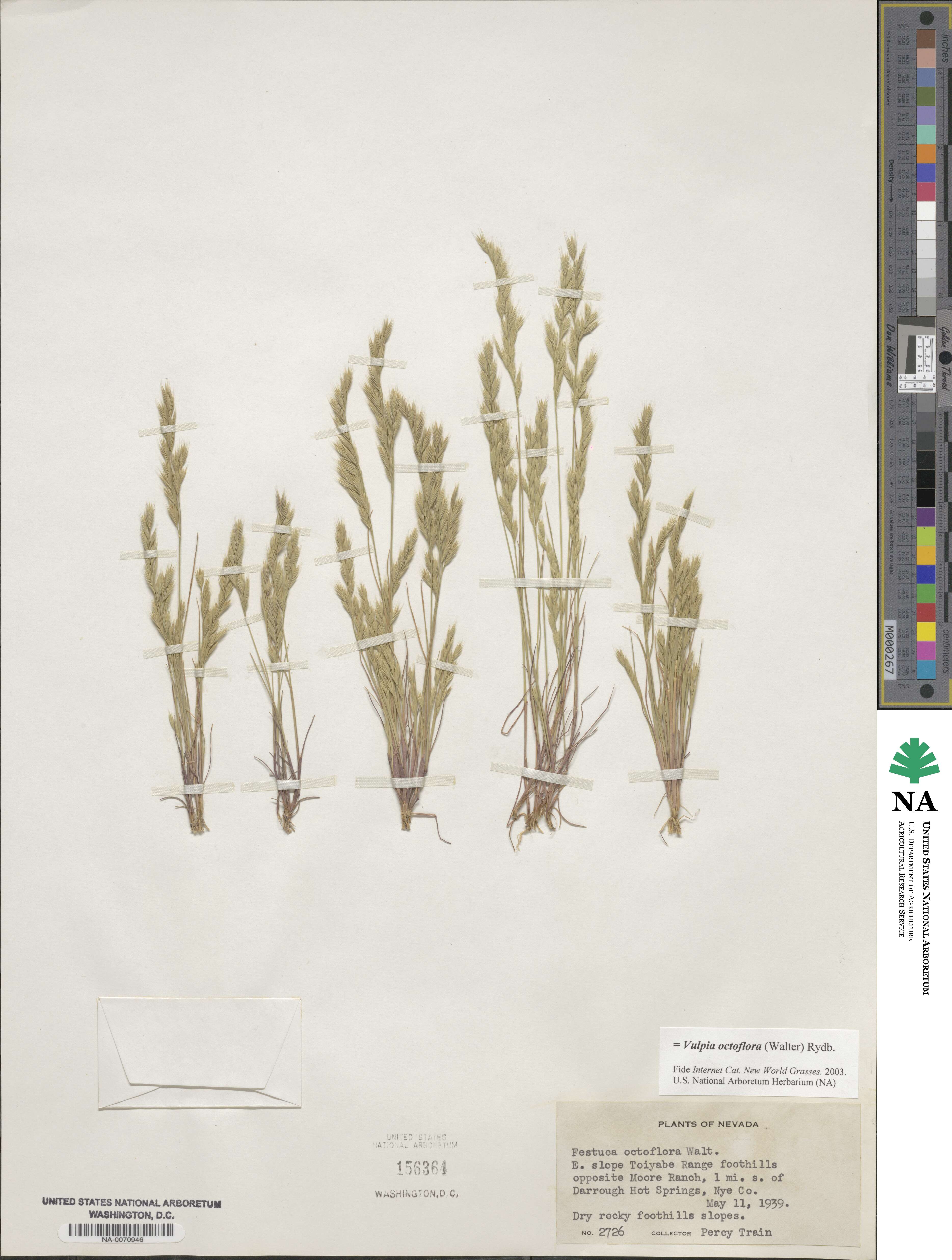 Festuca octoflora image