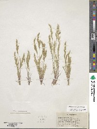 Festuca octoflora image