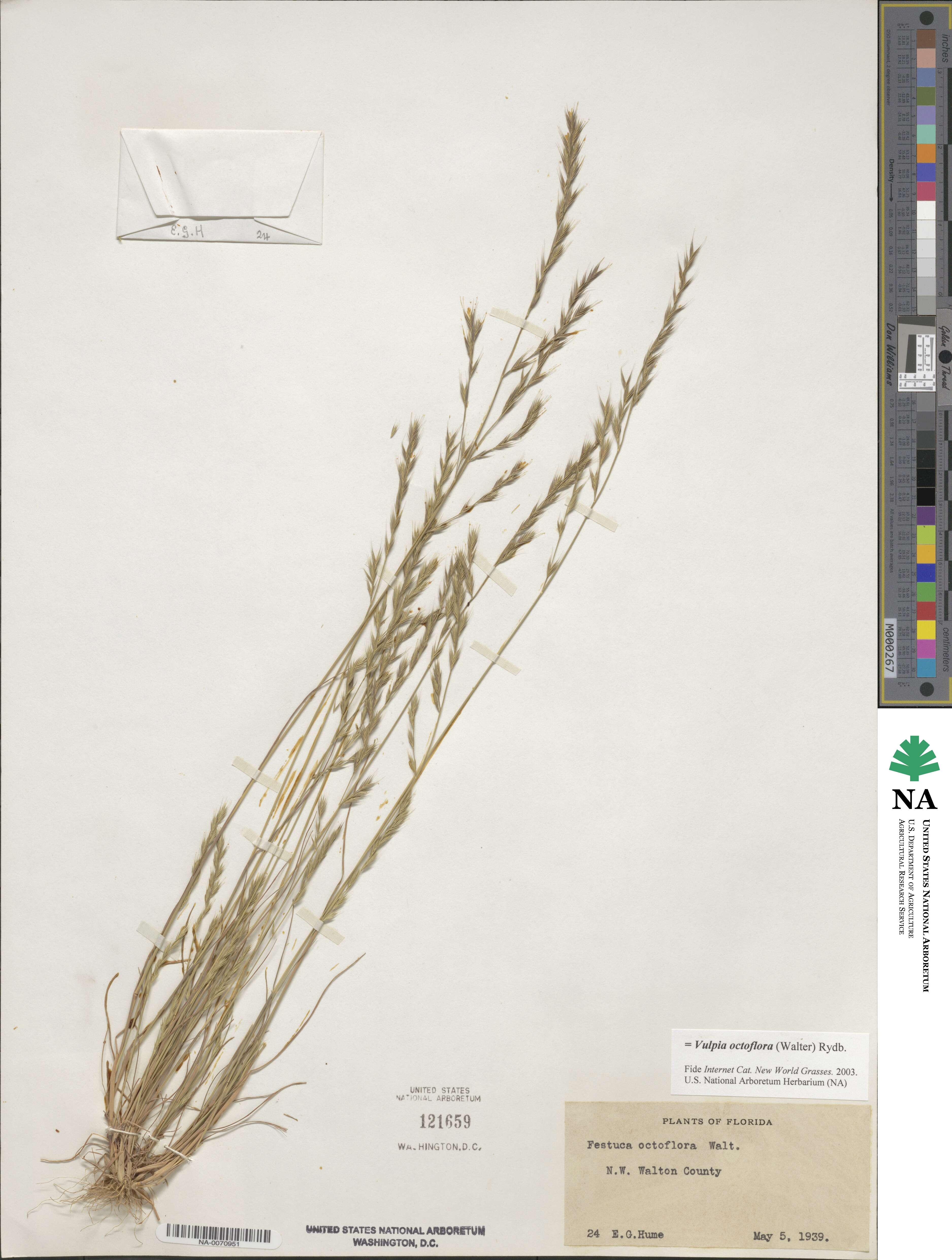 Festuca octoflora image