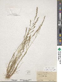 Festuca octoflora image