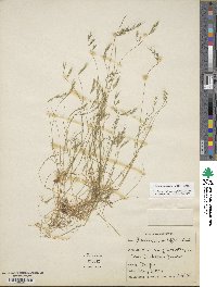 Festuca octoflora image