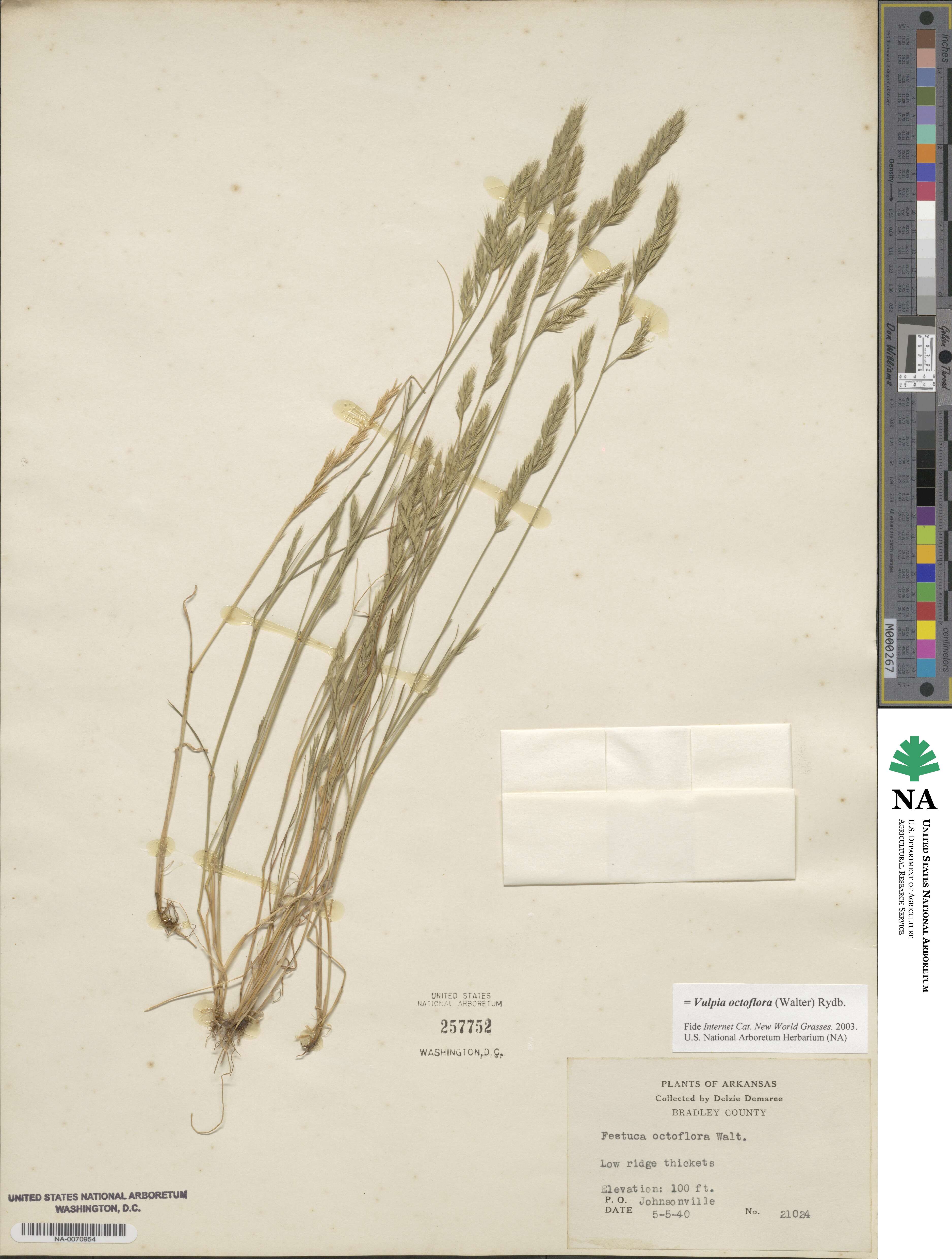 Festuca octoflora image