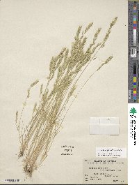 Festuca octoflora image