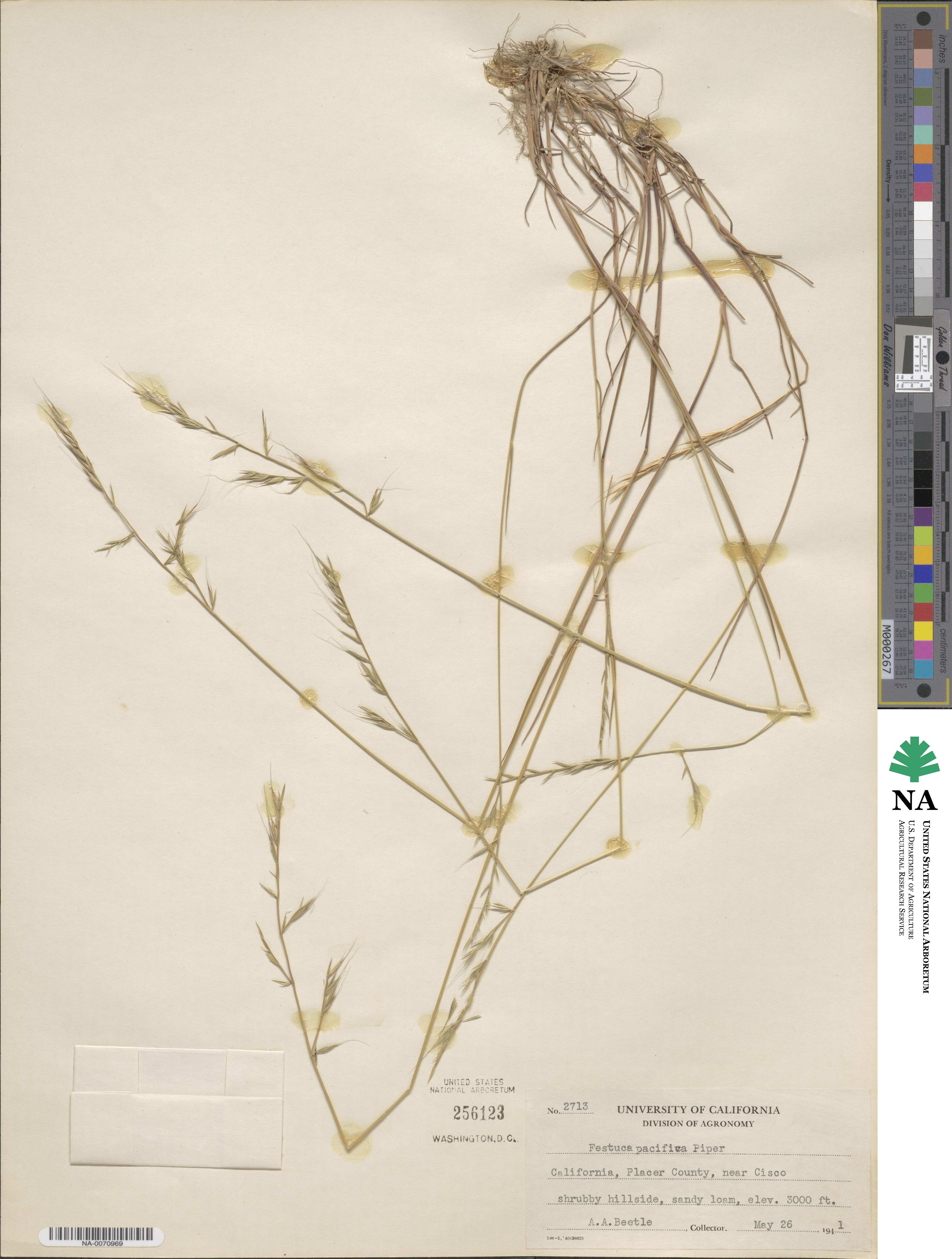 Festuca microstachys image