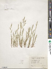 Festuca microstachys var. pauciflora image