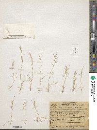 Festuca microstachys image