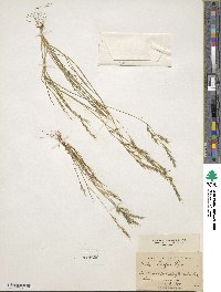 Festuca microstachys var. pauciflora image