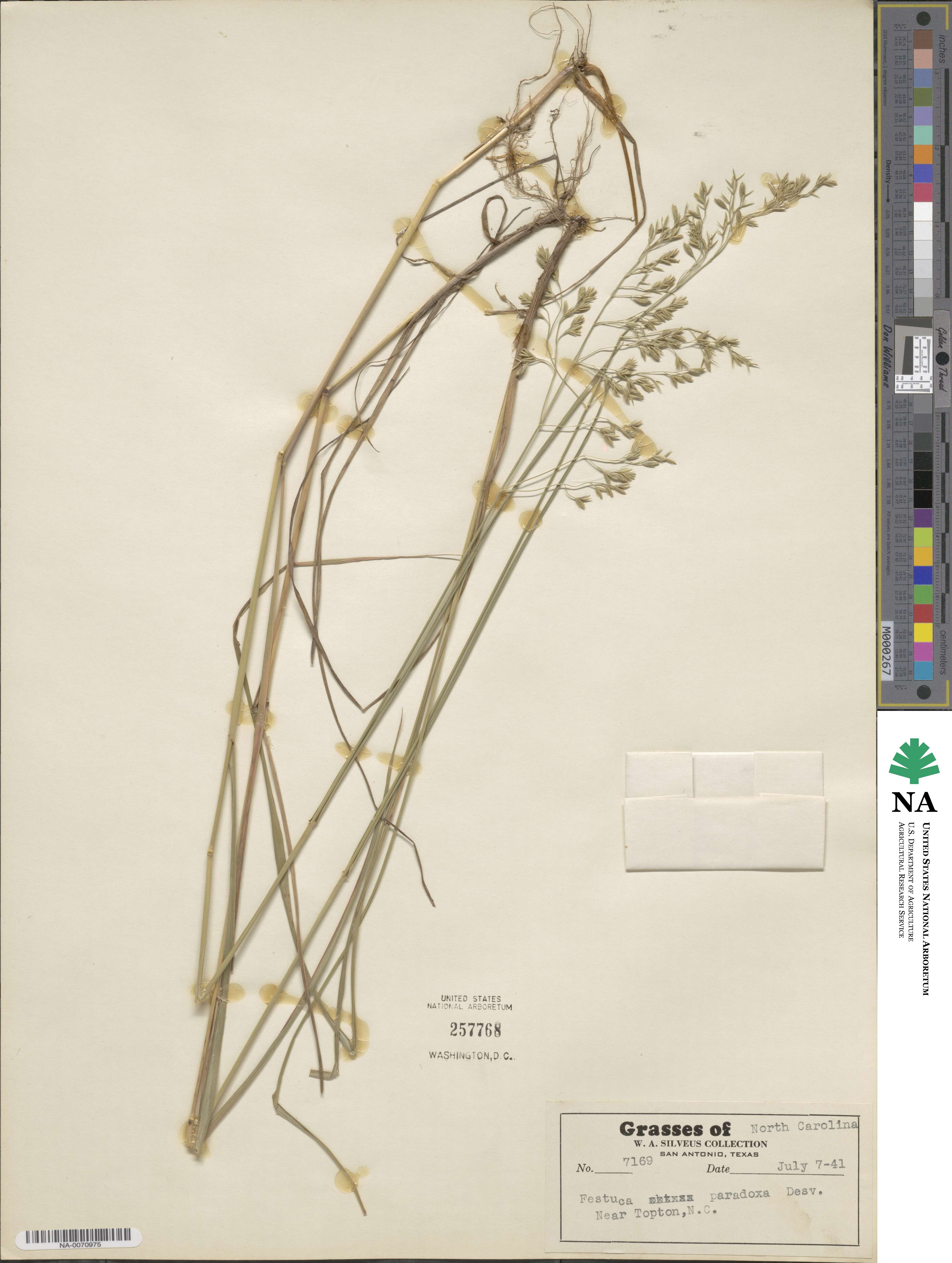 Festuca paradoxa image
