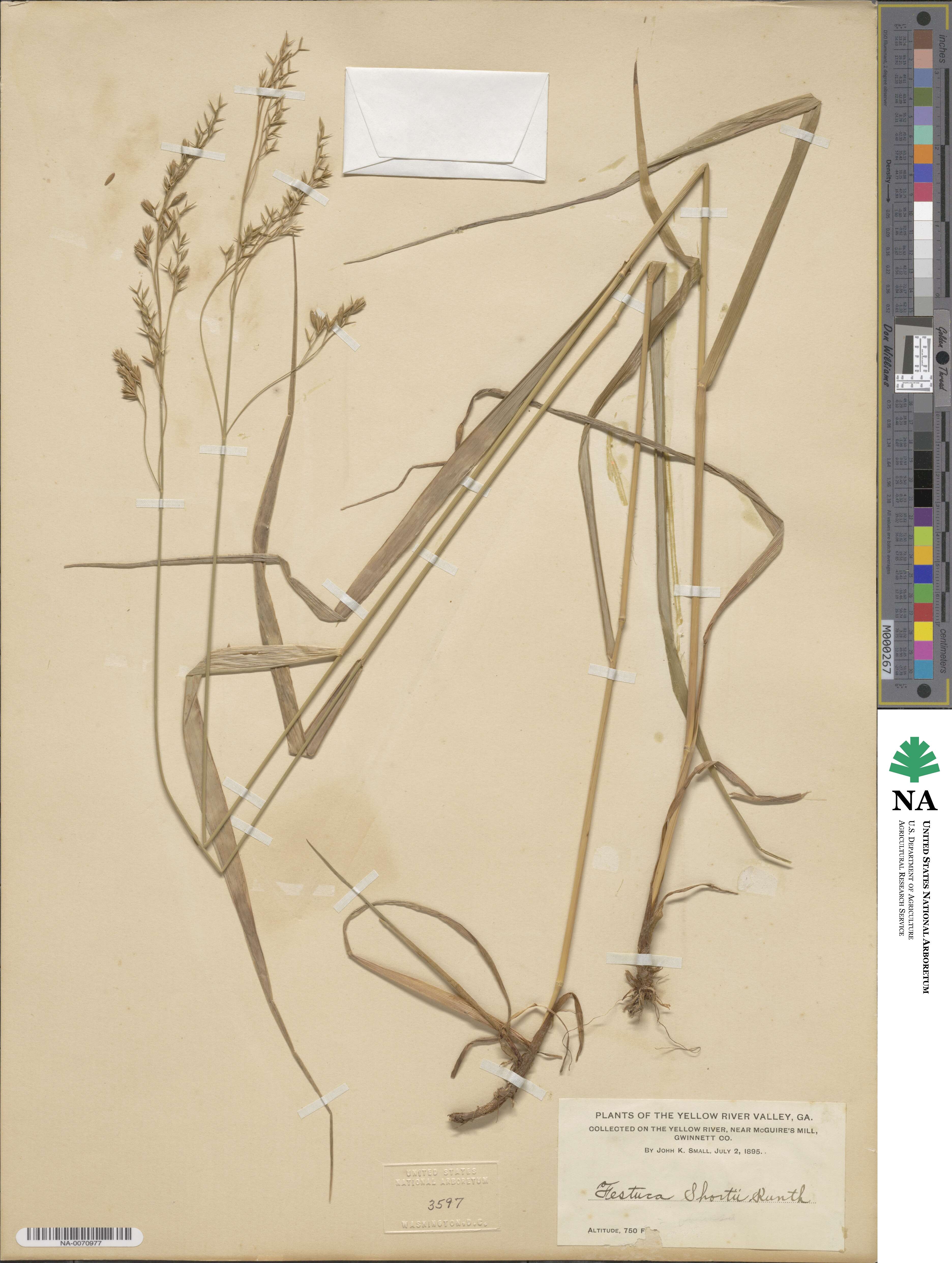 Festuca paradoxa image