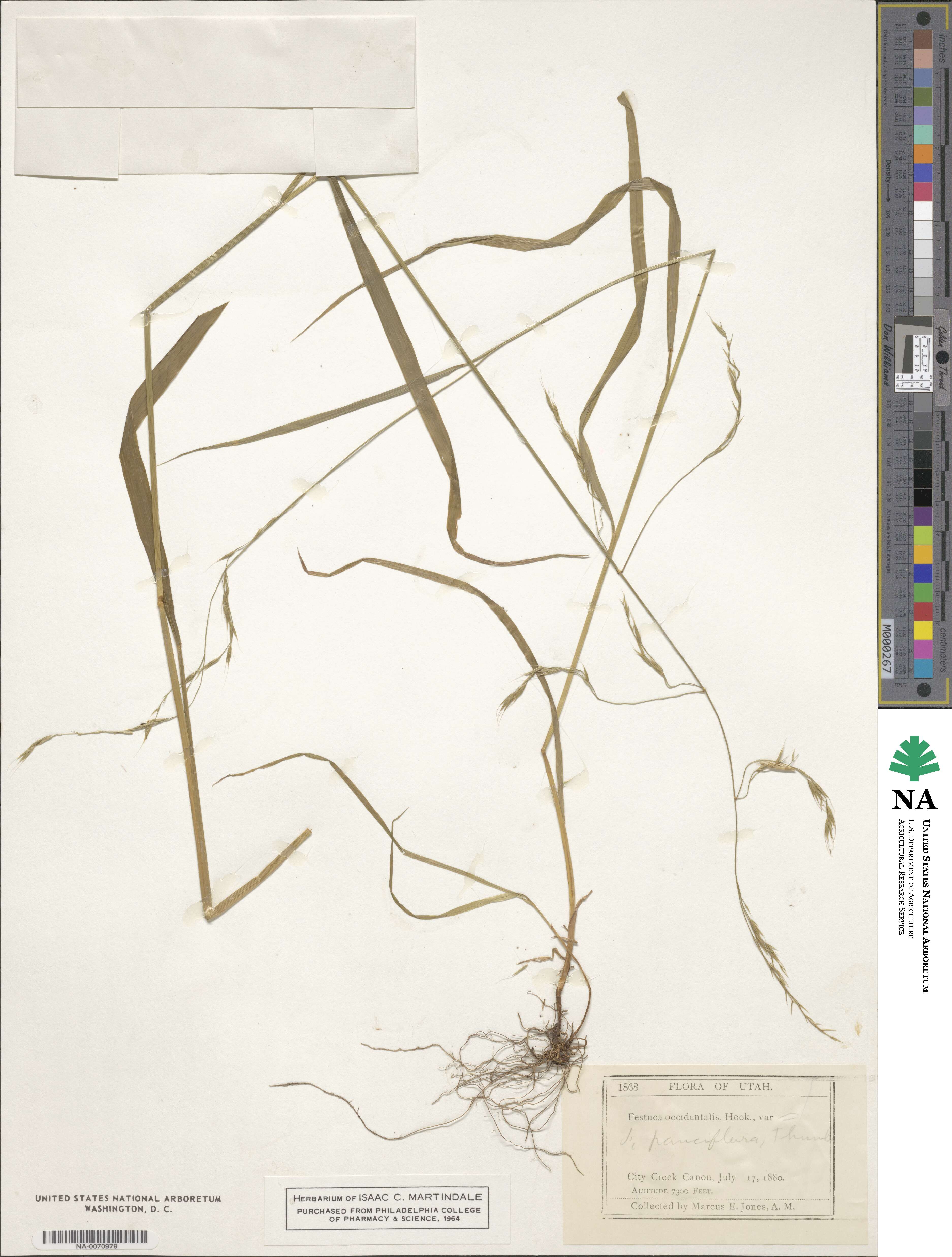 Bromus remotiflorus image