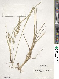 Schedonorus arundinaceus image