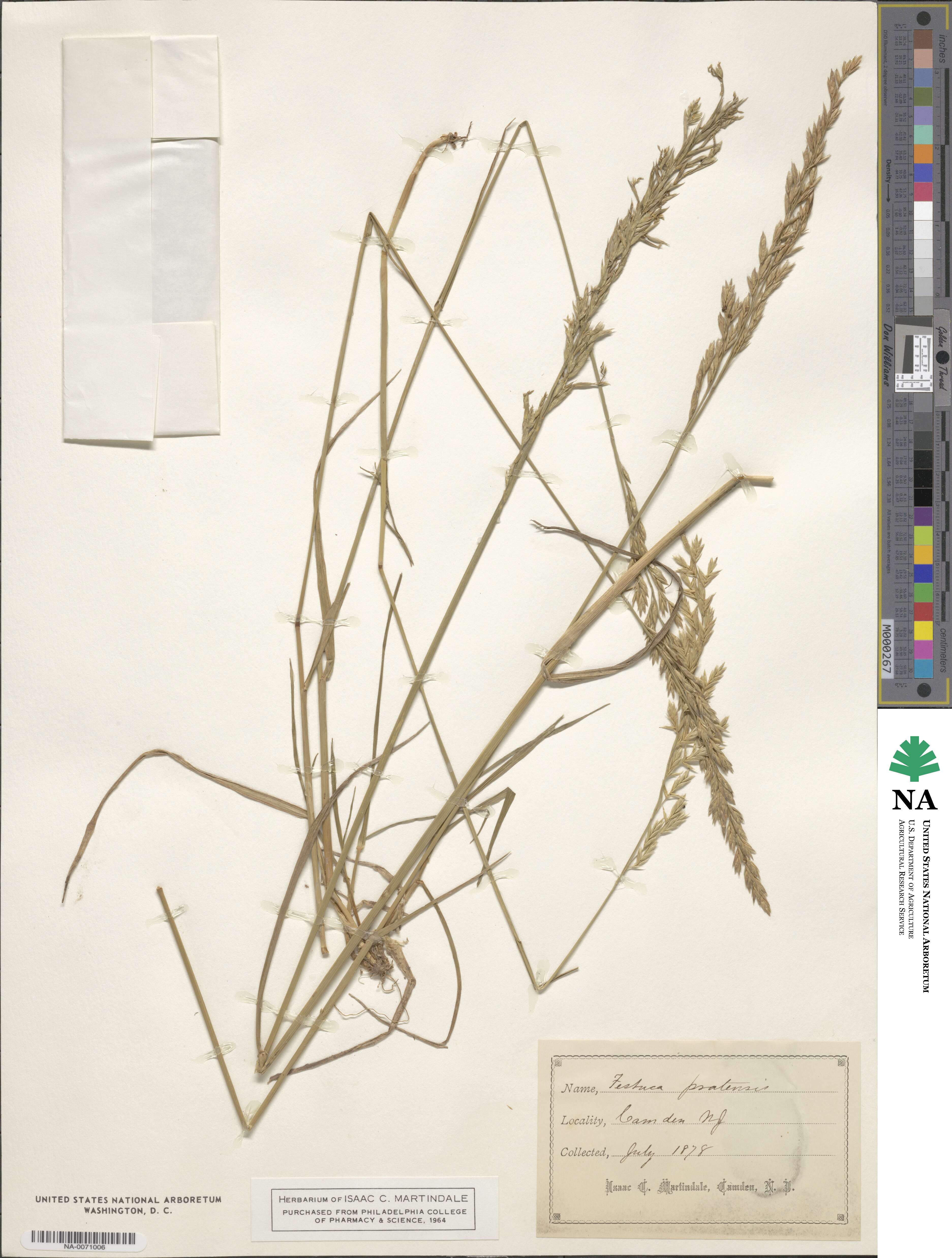 Schedonorus arundinaceus image
