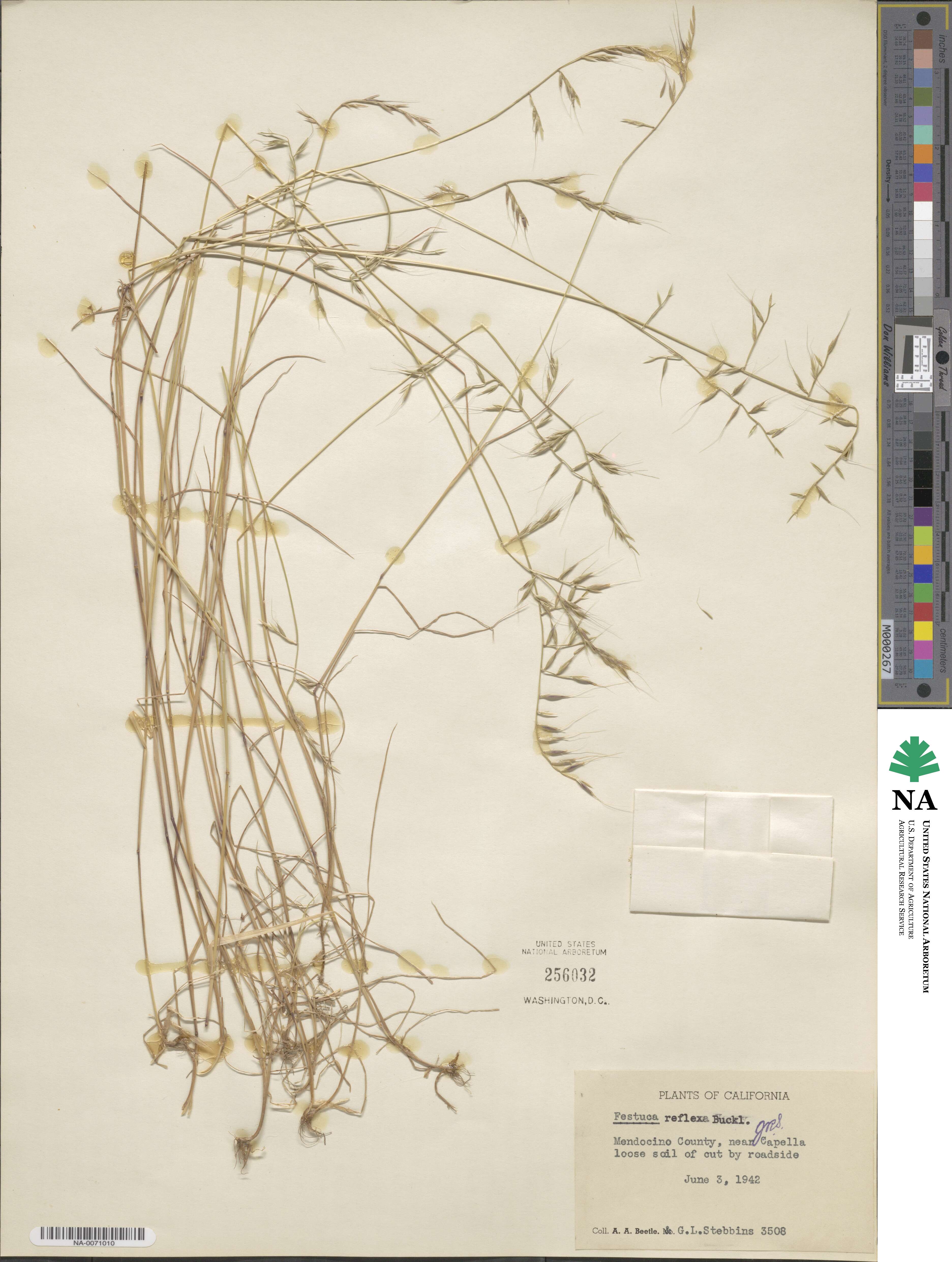 Festuca microstachys var. pauciflora image