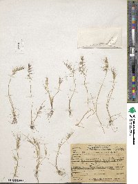 Festuca microstachys var. pauciflora image