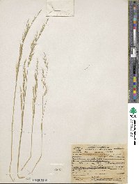 Festuca microstachys var. pauciflora image