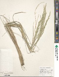 Festuca altaica image