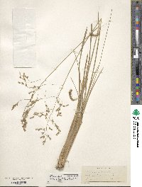 Festuca altaica image