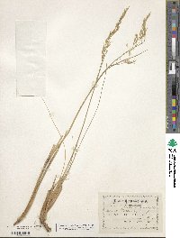 Festuca altaica image