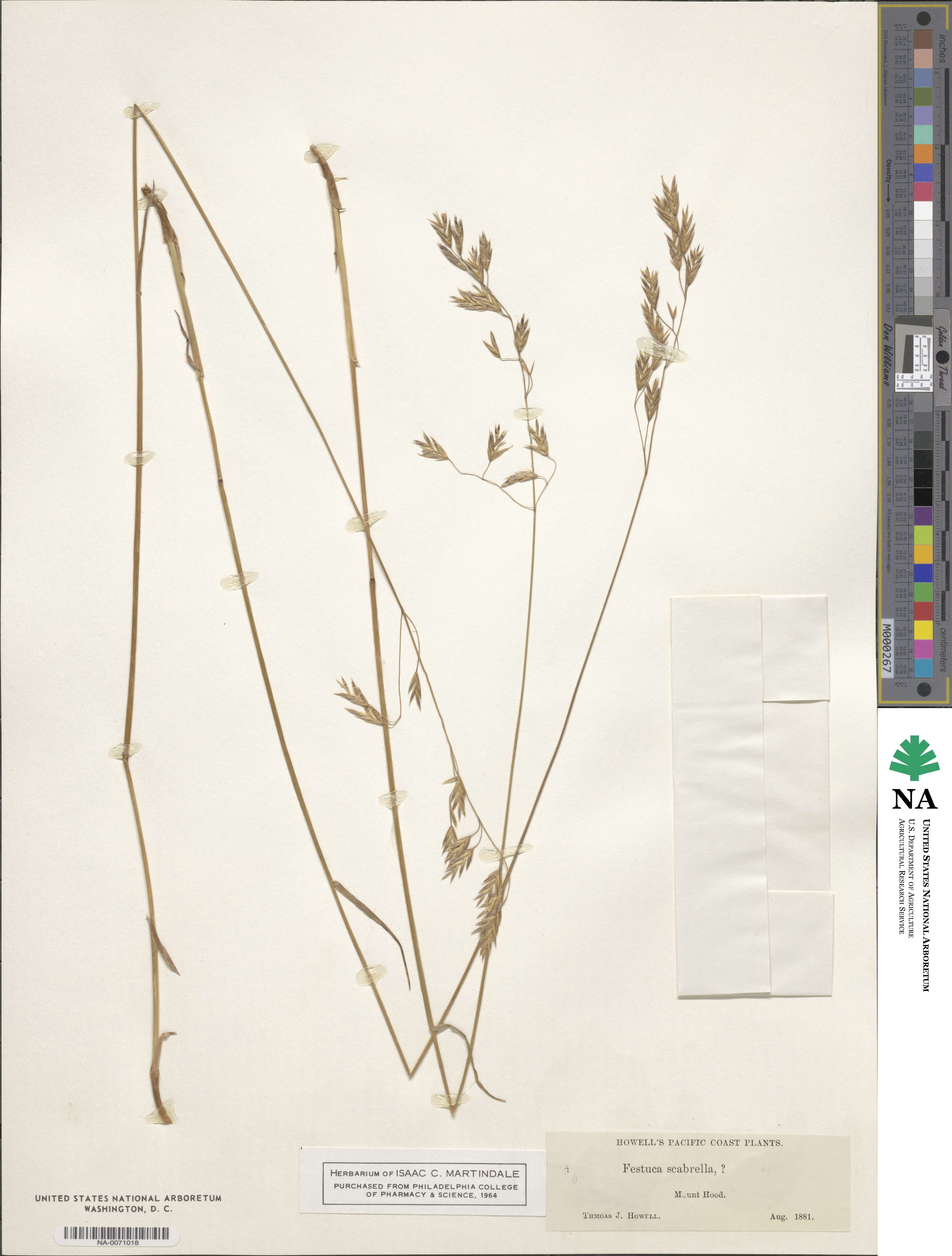 Festuca altaica image