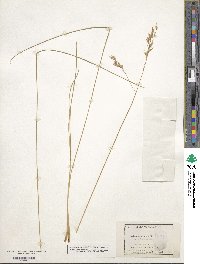 Festuca altaica image