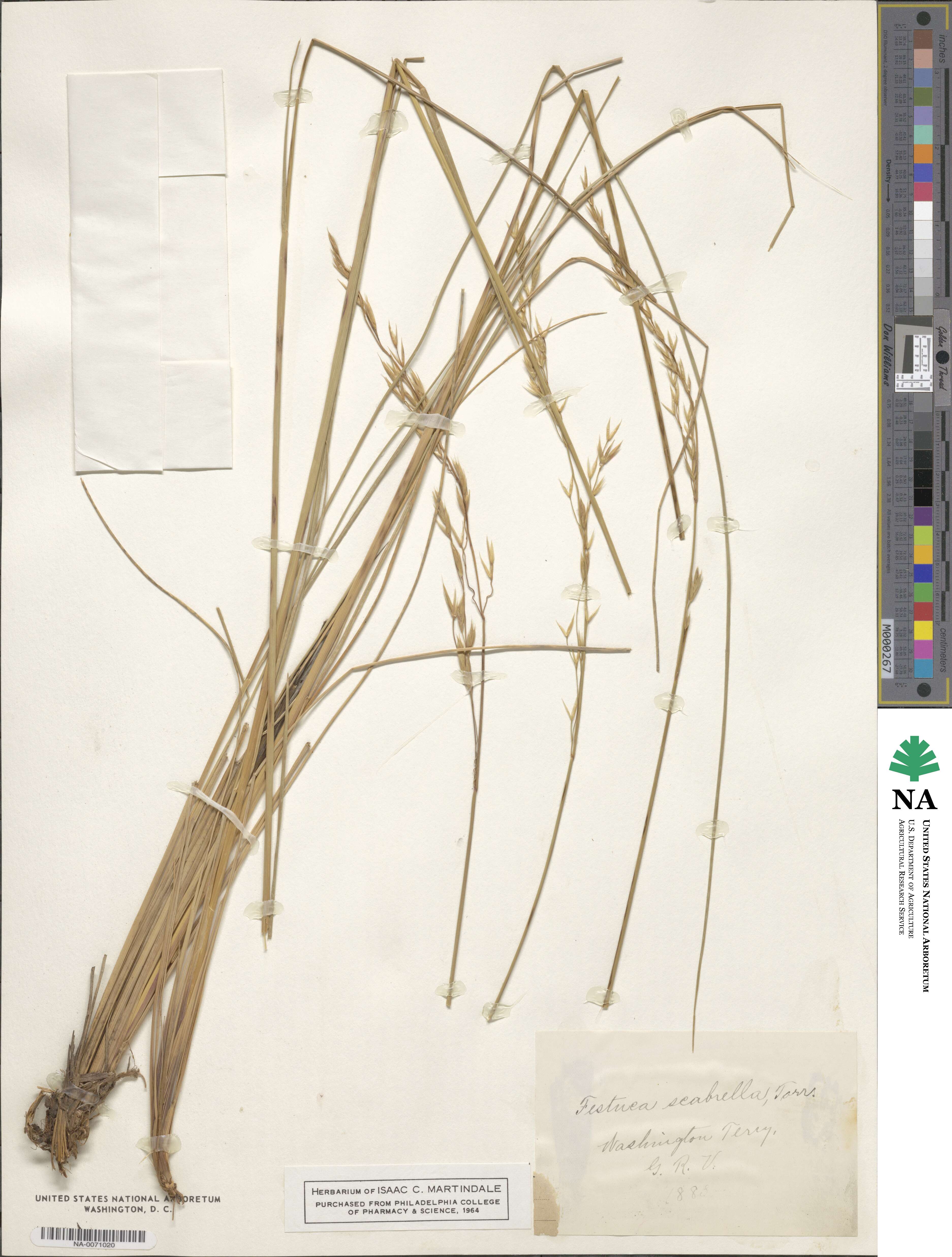 Festuca altaica image