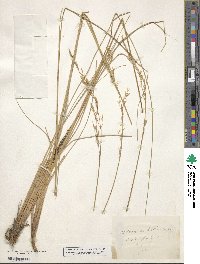 Festuca altaica image