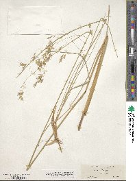 Festuca altaica image