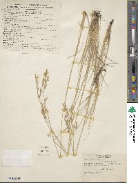 Festuca altaica image